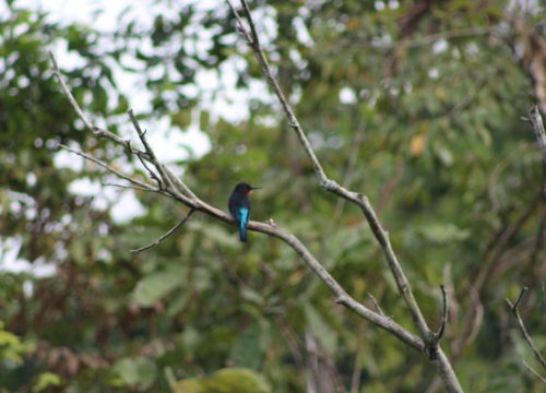 Lesio Luna Natural Reserve
