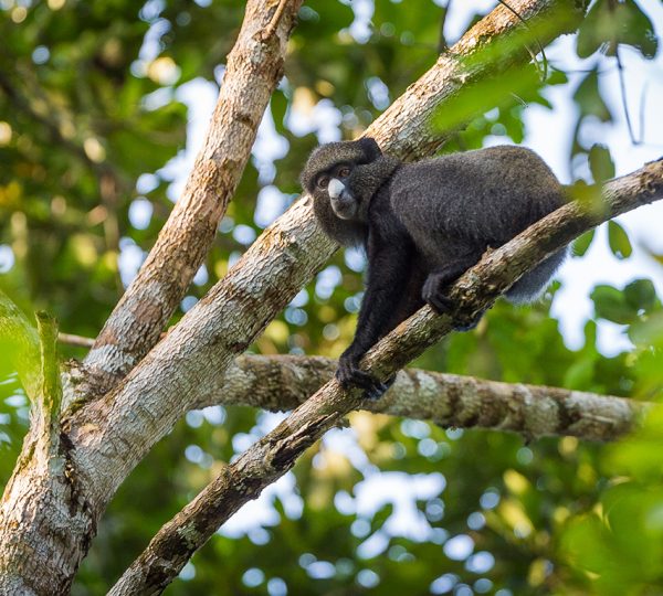 Conkouati-Douli National Park