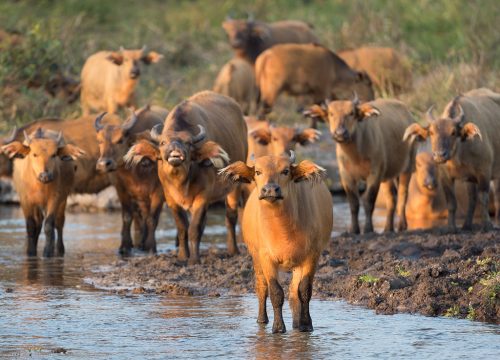 Salonga National Park Expedition
