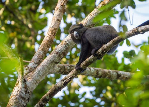 Lefini natural reserve